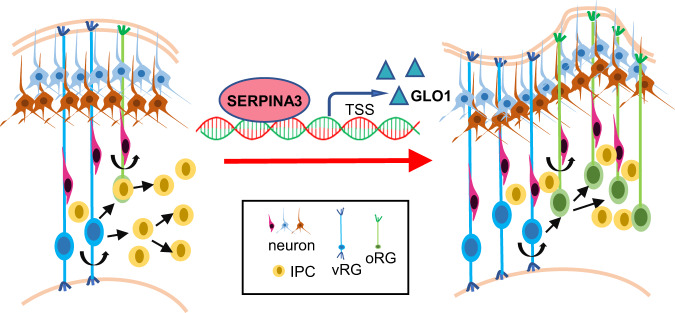 Fig. 1 SERPINA3 mediated cortical neural progenitor proliferation dual comparison developmental pathway schematic. (OA Literature)