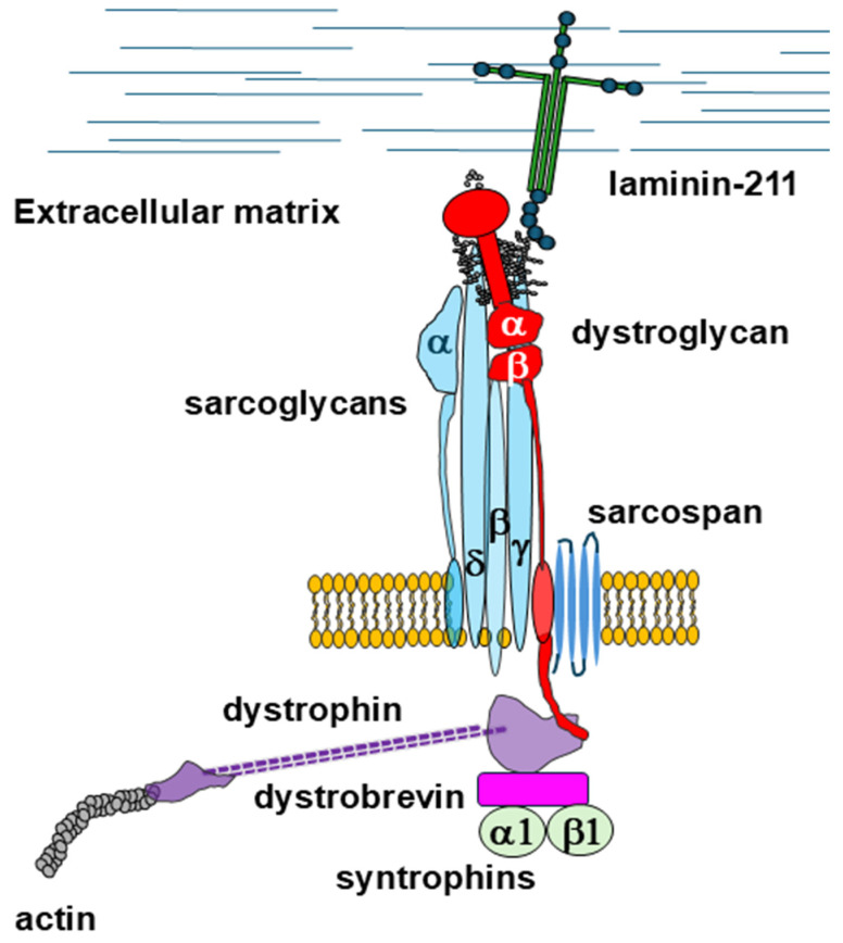 Fig. 1 Schematic diagram of sarcolemmal dystrophin glycoprotein complex including sarcoglycan subunits, reference illustration for SGCA membrane protein related skeletal muscle laboratory research. (OA Literature)