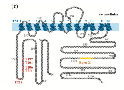 Fig. 1 Local structural visualization of human SLC12A2 transmembrane topology and dimeric assembly for cation-chloride-cotransporter research reagent characterization. (OA Literature)