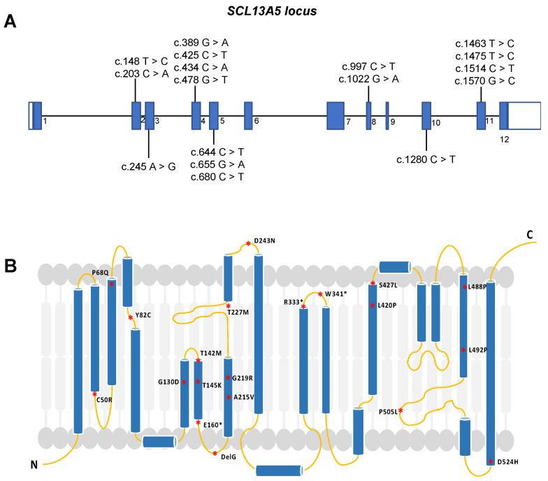 Fig. 1 Local structural visualization of human SLC13A5 full transmembrane topology for multi-pass-solute-carrier research reagent characterization. (OA Literature)