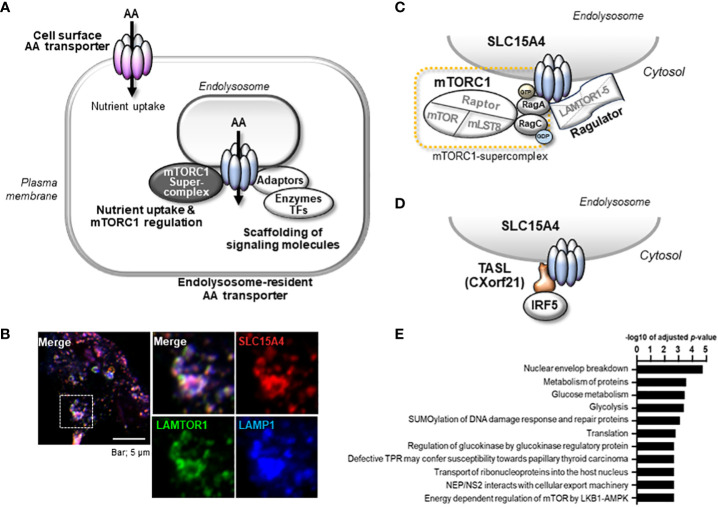 Fig.1 SLC15A4 metabolic & immune pathway schematic for transporter functional assay, cell imaging and inflammation phenotype testing. (OA Literature)
