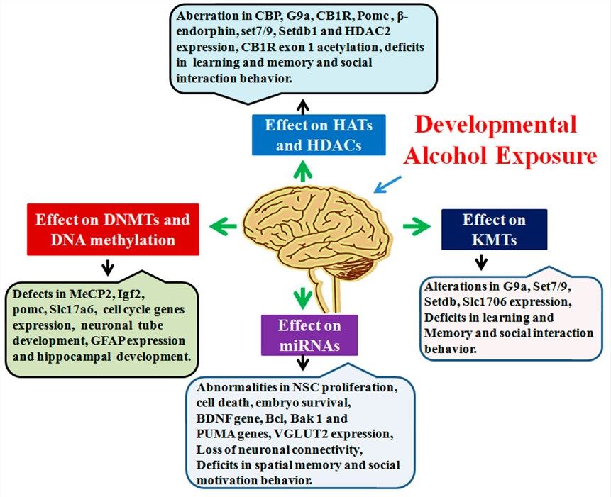 Fig.1 Developmental alcohol-induced epigenetic defect including SLC17A6 changes. (OA Literature)