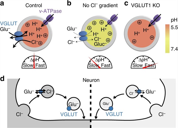 Fig.1 Model for VGLUT1 (SLC17A7) transport mechanism and SV re-acidification. (OA Literature)