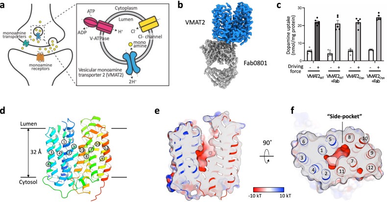 Fig. 1 Schematic and structural overview composite figure for human SLC18A2(VMAT2), reference illustration for solute carrier reagent research. (OA Literature)