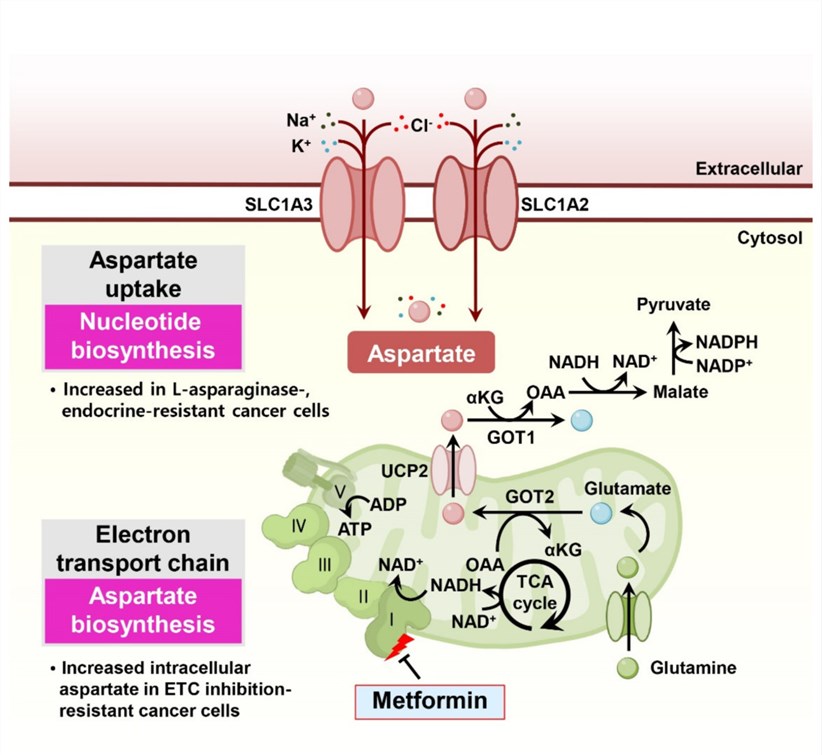 Fig.1 Aspartate metabolism via SLC1A3 is involved in drug resistance in cancer cells. (OA Literature)