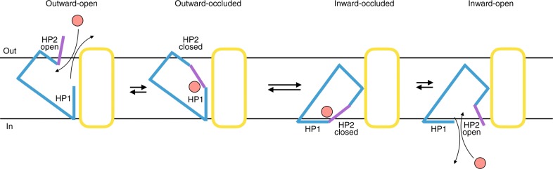 Fig. 1 Schematic of SLC family elevator type alternating access transport cycle for SLC1A4, reference illustration for solute carrier protein research. (OA Literature)