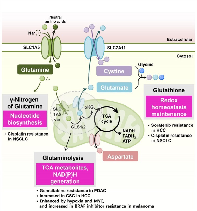 Fig.1 Glutamine is transported into the mitochondria via the SLC1A5. (OA Literature)