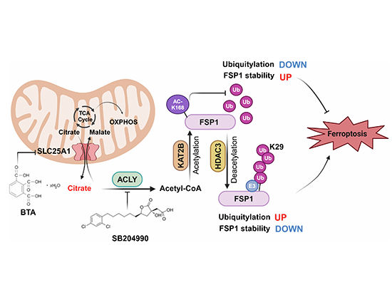 Fig. 1 Model of SLC25A1-mediated citrate transport controlling FSP1 acetylation and ferroptosis for tumor metabolism research reagents. (OA Literature)