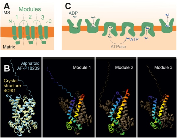Fig. 1 Composite schematic of SLC25 mitochondrial carrier topology and alternating access transport cycle. (OA Literature)