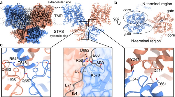 Fig. 1 SLC26A2 anion exchanger cryo EM structure overview, reference illustration for SLC26A2 membrane transport research reagents. (OA Literature)