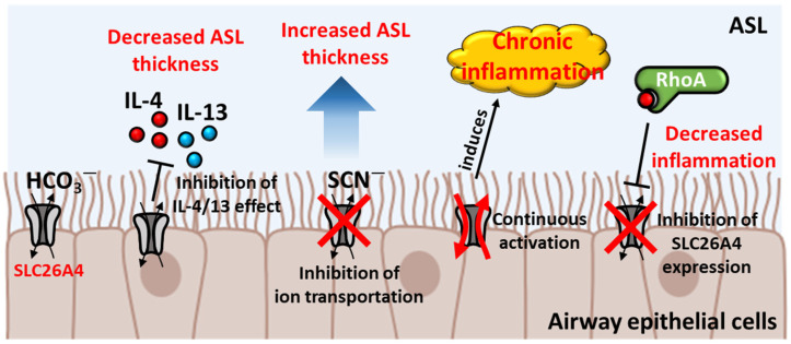 Fig. 1 Cytokine and RhoA control of SLC26A4 in airway epithelial inflammation. (OA Literature)