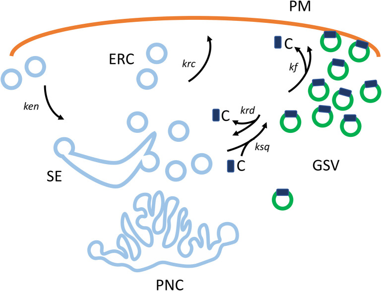Fig. 1 Schematic compartment cycling model illustrating SLC2A4(GLUT4) shuttling between vesicle pools and plasma membrane, reference illustration for membrane protein research. (OA Literature)