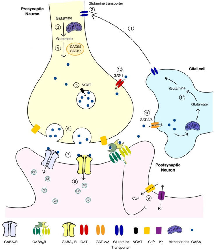 Fig. 1 GABA inhibitory synaptic pathway centered on VGAT (SLC32A1) vesicular transporter. (OA Literature)