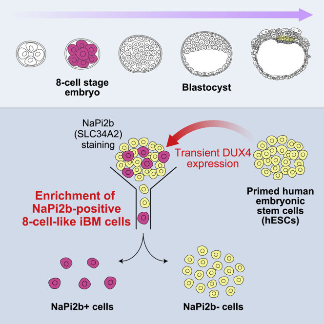 Fig. 1 SLC34A2 NaPi2b marker schematic for human early embryo development and 8-cell-like embryonic stem cell subpopulation identification research reagents. (OA Literature)