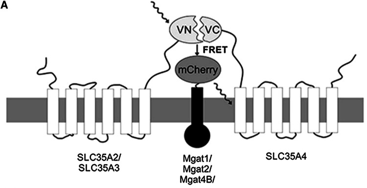 Fig. 1 Conceptual schematic visualization of SLC35A2-containing multi-subunit assemblies in Golgi-apparatus membrane for nucleotide-sugar-transporter-complex research reagent characterization. (OA Literature)