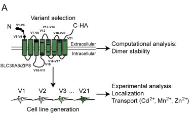 Fig. 1 Local structural visualization of human SLC39A8 transmembrane topology for divalent-metal-ion-transporter research reagent characterization. (OA Literature)