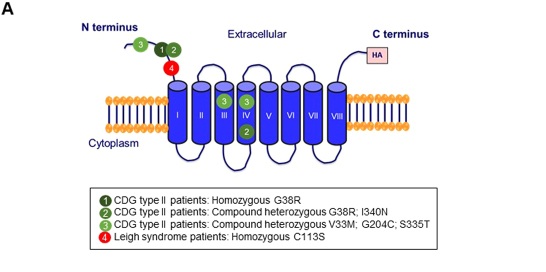 Fig. 1 Local structural visualization of human SLC39A8 transmembrane topology for divalent-metal-ion-transporter research reagent characterization. (OA Literature)