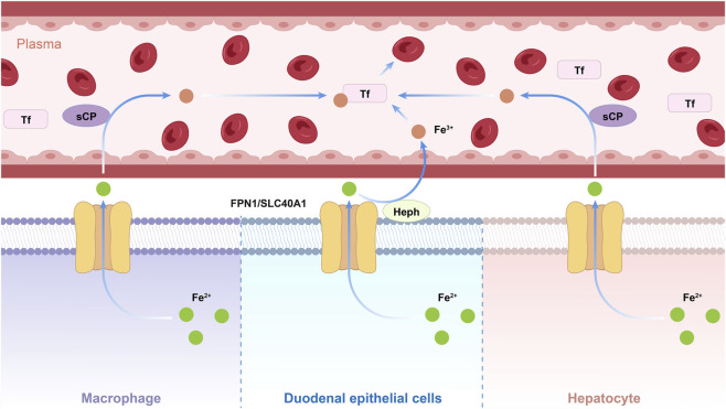 Fig. 1 Core iron export function of SLC40A1 across major iron-metabolizing cell types. (OA Literature)