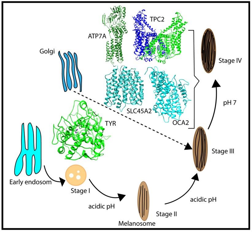 Fig.1. Multistage processes of melanosome formation via SLC45A2. (OA Literature)