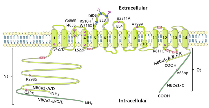 Fig. 1 Local structural visualization of human SLC4A4 full transmembrane topology for membrane-transporter research reagent characterization. (OA Literature)