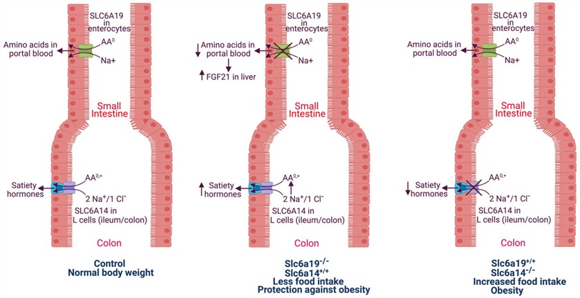 Fig.1 Functional crosstalk between SLC6A19 and SLC6A14. (OA Literature)