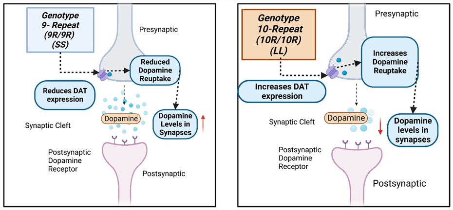 Fig.1 SLC6A3 (DAT) 3′UTR VNTR (rs28363170) genetic variant influences dopamine levels. (OA Literature)