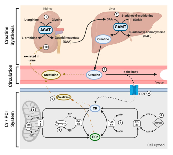 Fig. 1 Whole-body creatine metabolic pathway centered on SLC6A8 (CRT) transporter. (OA Literature)