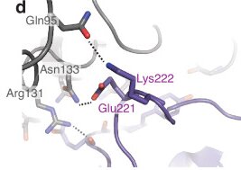 Fig. 1 Structural topology of SLC7A1 multi-spanning membrane transporter for amino acid transporter research reagent characterization. (OA Literature)