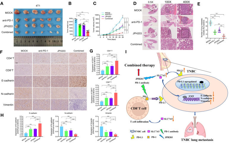 Fig. 1 In vivo anti‑tumor data of SLC7A5 combination therapy for drug screening & metastasis model evaluation. (OA Literature)