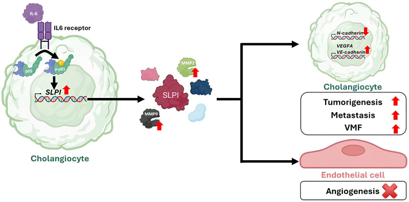 Fig. 1 SLPI oncogenic signaling schematic for cholangiocarcinoma metastasis research. (OA Literature)
