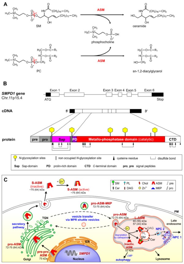 Fig. 1 Composite schematic showing SMPD1 enzymatic reaction, protein domain organization and intracellular trafficking. (OA Literature)