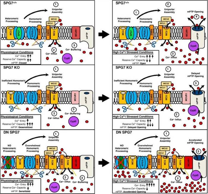 Fig.1 Loss of SPG7 KO reduces targeting of the hexameric m-AAA protease to MCU. (OA Literature)