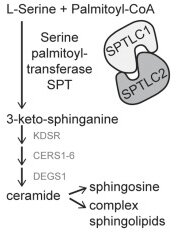 Fig. 1 Schematic of ER resident SPT complex containing SPTLC1 and the de novo sphingolipid biosynthetic pathway. (OA Literature)