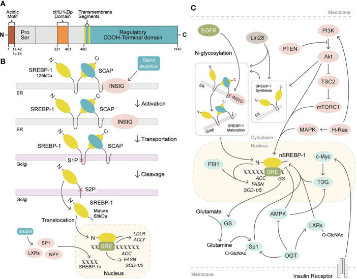 Fig. 1 Full regulatory model of SREBF1 lipogenic transcriptional axis for tumor lipid metabolism research reagents. (OA Literature)