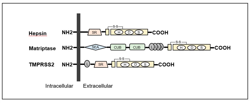Fig.1 Matriptase (MT-ST1, ST14) structure. (OA Literature)