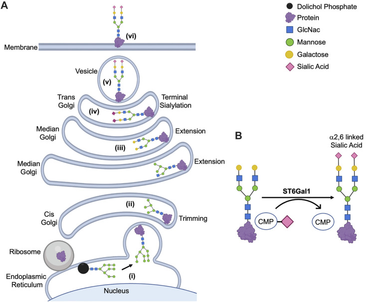 Fig. 1 Schematic showing Golgi resident ST6GAL1 mediating α2 6 linked sialic acid modification of N-glycoproteins, reference graphic for glycosylation research. (OA Literature)