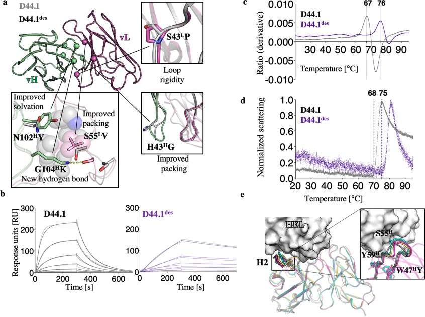Fig.1 Gains in affinity, stability, and aggregation resistance through vL-vH interface design guided by deep mutational scanning. (Warszawski, et al., 2019)