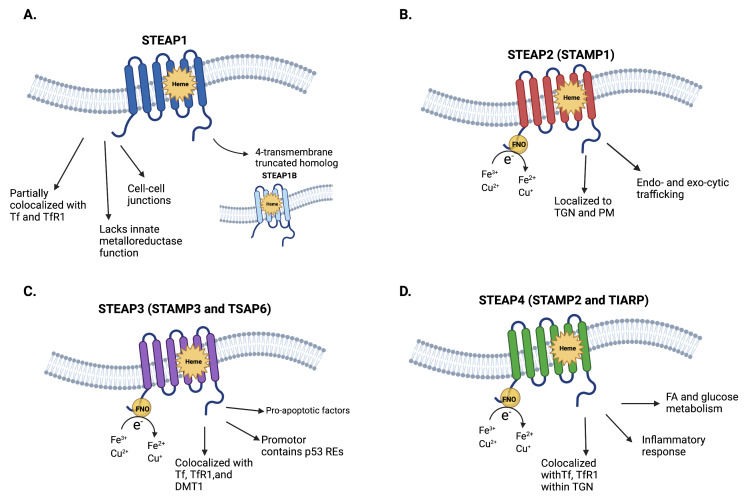 Fig. 1 STEAP family paralog comparison chart for metal metabolism phenotype profiling. (OA Literature)