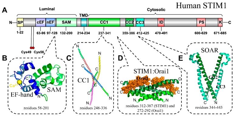Fig. 1 Composite schematic showing STIM1 linear domain topology together with selected partial three dimensional structural fragments. (OA Literature)