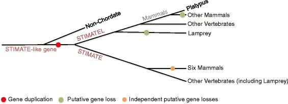 Fig.1 Gene duplications and losses in the STIMATE family. (OA Literature)