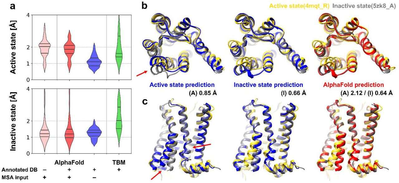 Fig.1 Modeling of active and inactive states of human GPCR. (Heo and Michael, 2022)