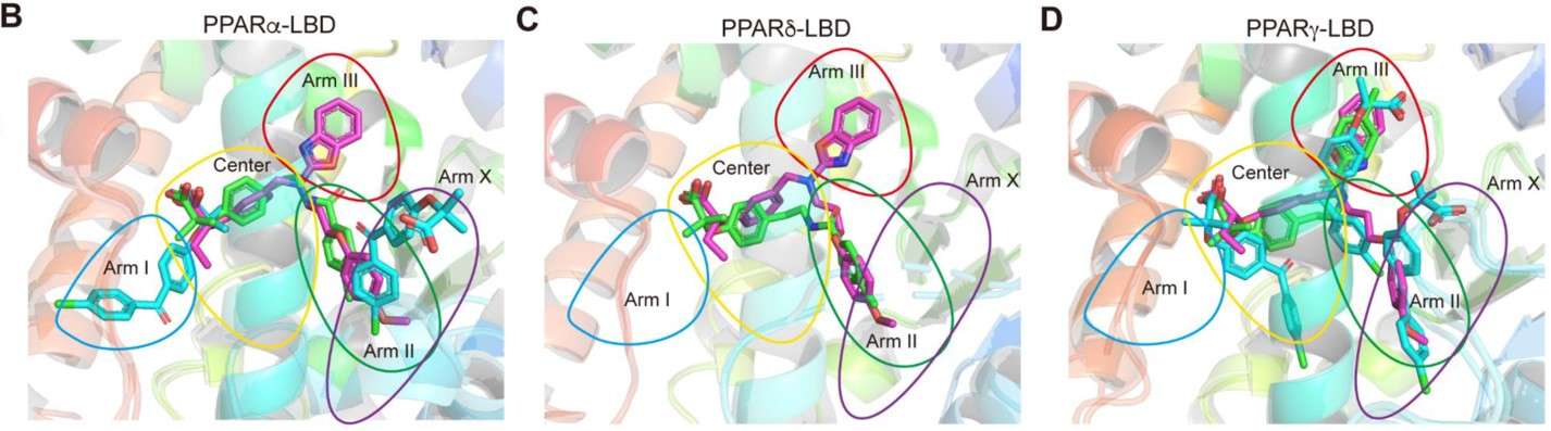 Fig.1 Ligand-binding pocket regional localization of the three fibrates in PPARα/δ/γ-LBD. (Honda, et al., 2022)