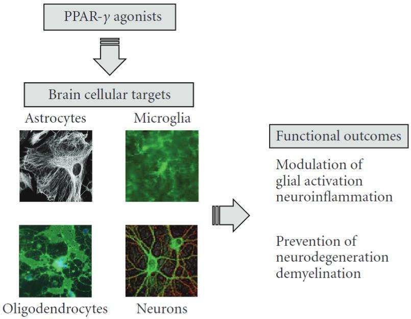 Fig.1 Cellular targets of PPAR-γ agonists in neurodegenerative diseases. (Bernardo and Luisa, 2008)