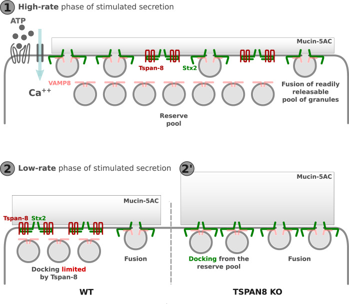 Fig. 1 STX2-TSPAN8 regulatory cascade governing biphasic MUC5AC mucin secretion under ATP stimulation in mucosal epithelial cells. (OA Literature)