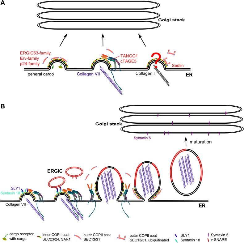 Fig. 1 Schematic of early secretory pathway showing STX5 as core cis-Golgi SNARE driving fusion of large collagen-containing COPII vesicles. (OA Literature)
