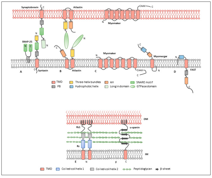 Fig. 1 Topology schematic of syntaxin-family SNARE protein for STX6 membrane-protein domain characterization and SNARE structural research reference. (OA Literature)