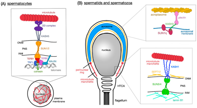 Fig. 1 SUN1-dependent LINC complex dual-stage regulatory schematic for spermatocyte meiosis and sperm nuclear morphogenesis male germ cell research reagents. (OA Literature)