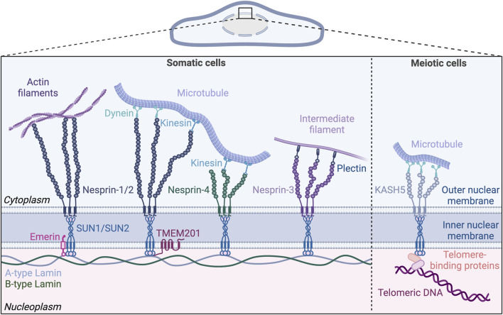 Fig. 1 SUN2-centered LINC complex network in somatic and meiotic cells. (OA Literature)