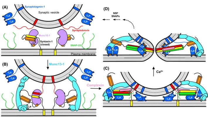 Fig. 1 Schematic step wise model of calcium dependent synaptic vesicle exocytosis mediated by SYT1 and SNARE complex associated regulatory proteins. (OA Literature)