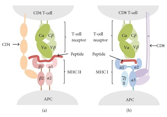 Fig.1 T-cell epitopes are presented by MHC I and MHC II molecules recognized by CD8 and CD4 T-cells, respectively. (Sanchez-Trincado, Marta and Pedro, 2017)